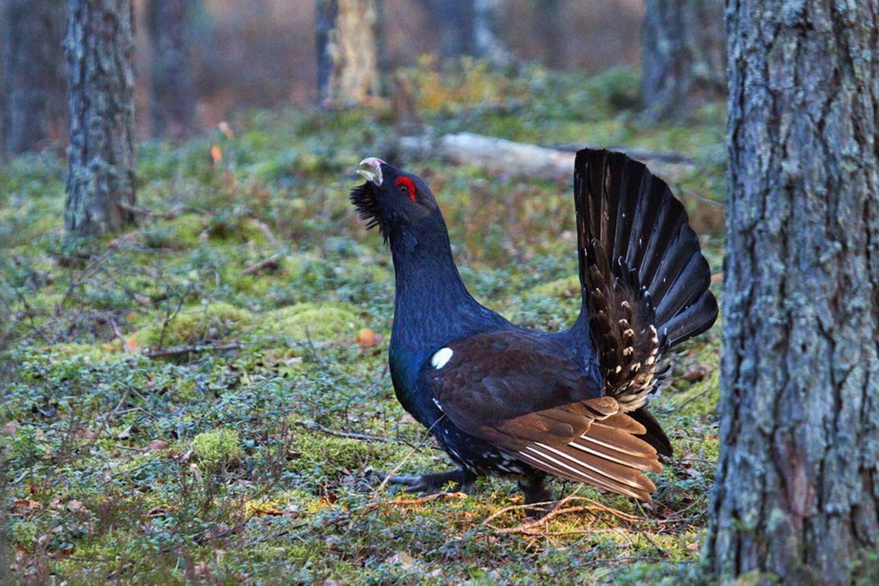 Глухариный Флирт 9 Букв