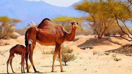 Це зображення має порожній атрибут alt; ім'я файлу desert-saudi.jpg