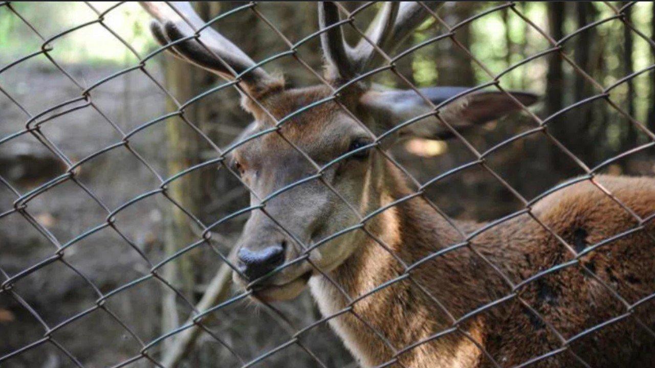 Це зображення має порожній атрибут alt; ім'я файлу olen.jpg