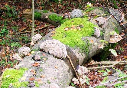 Це зображення має порожній атрибут alt; ім'я файлу csm_Bild-TotholzKonsolenpilz-HorstSprossmann_78433880e1.jpg