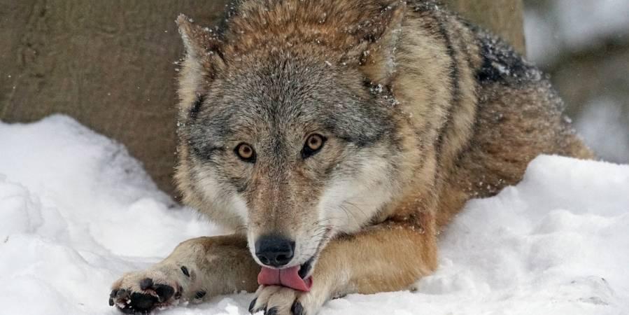 Це зображення має порожній атрибут alt; ім'я файлу pixabay_wolf-g17b608b44_900_Marcel-Langthim.jpg