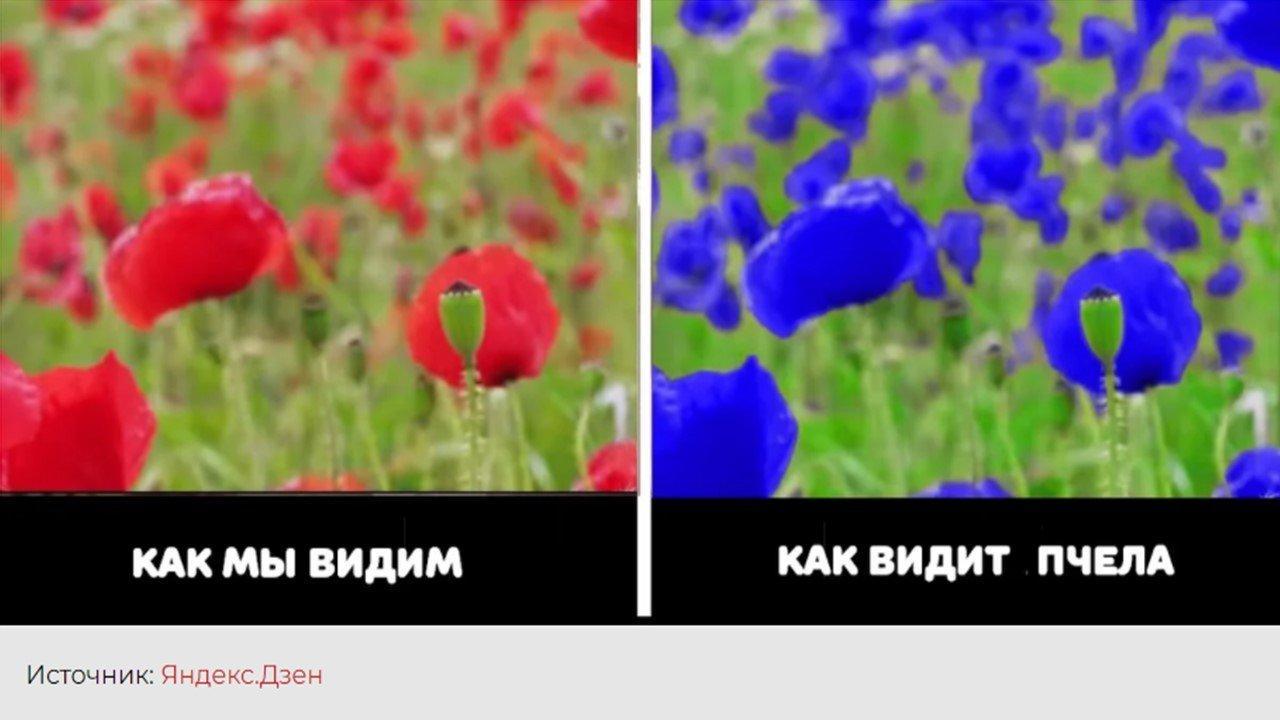 Це зображення має порожній атрибут alt; ім'я файлу zrenye1.jpg