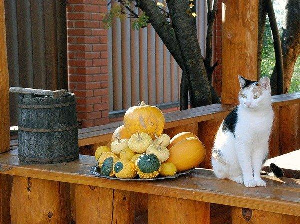 Це зображення має порожній атрибут alt; ім'я файлу 495_38799.jpg